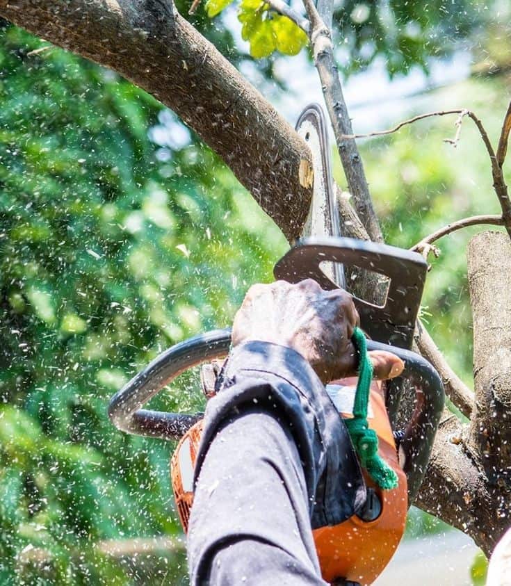 Mintz Tree Services founder portrait