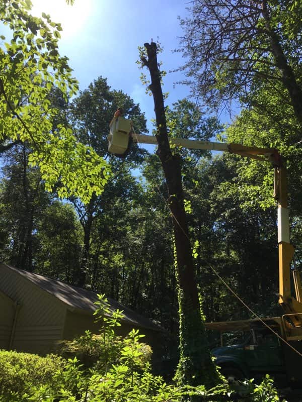 Mintz Tree Services completed projects — tree removal, stump grinding, and trimming work across Gastonia and Charlotte NC