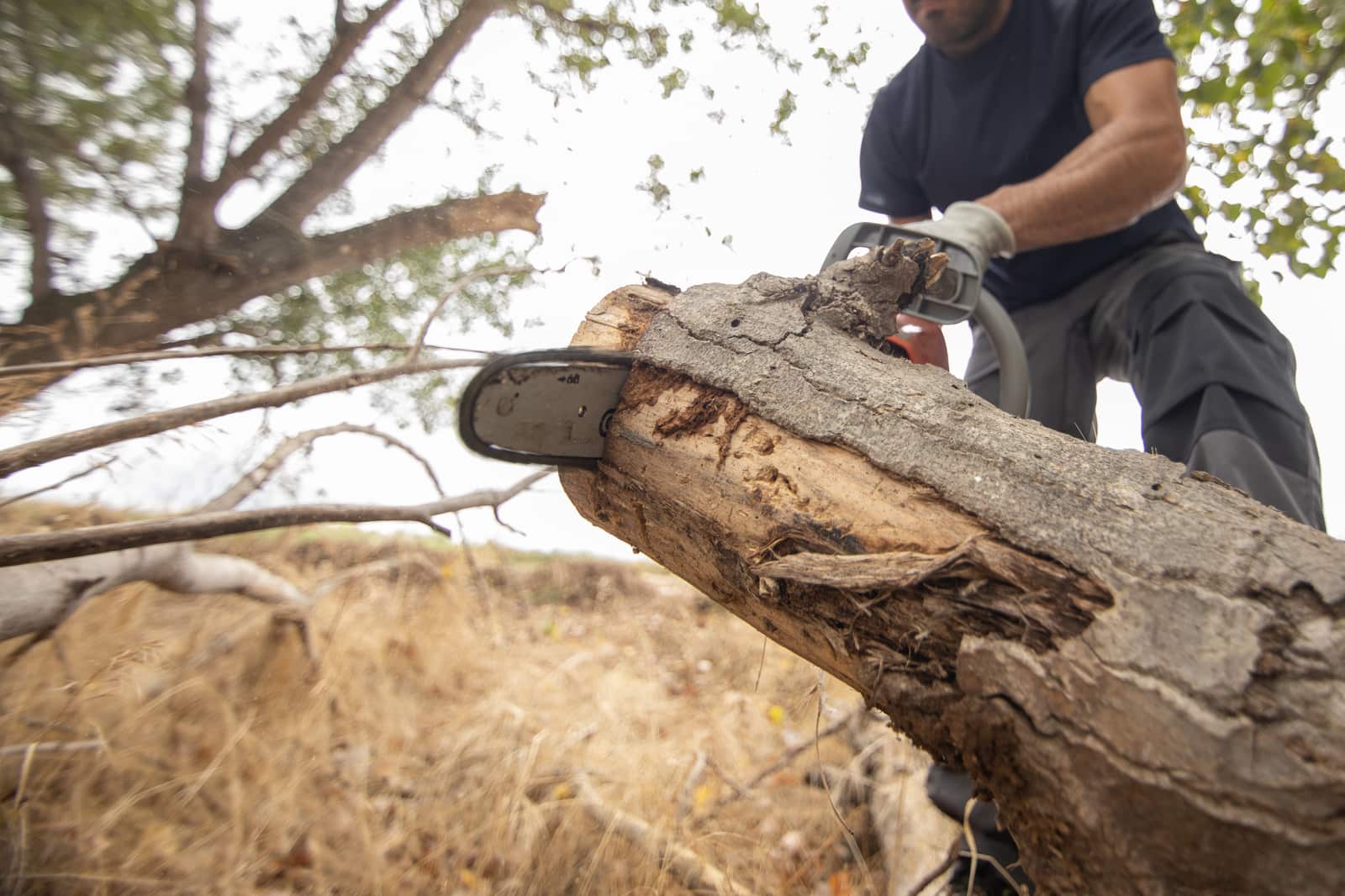 Commercial Tree Services