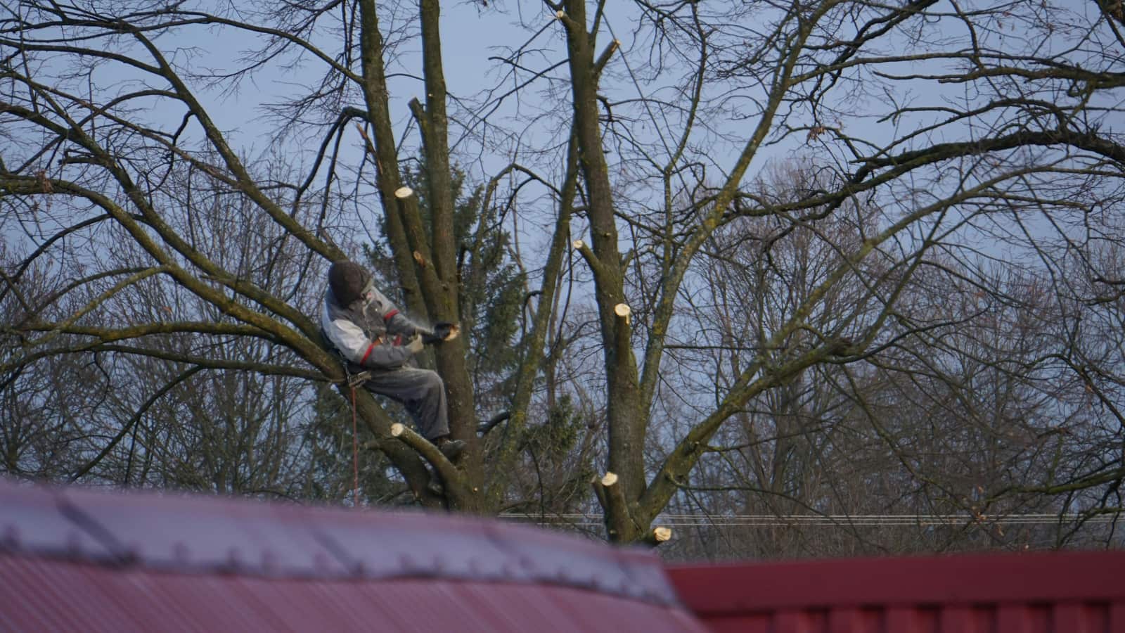 Pruning