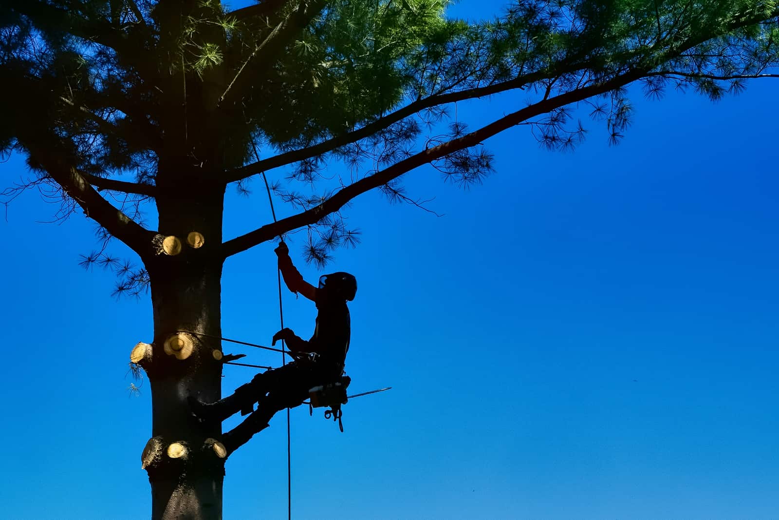 Residential Tree Services